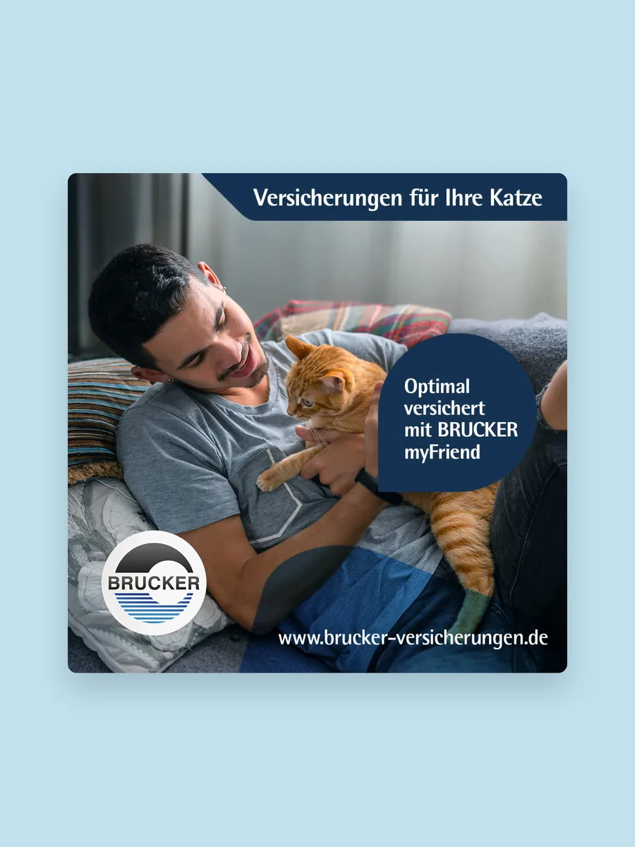 Anzeige Versicherungen für Ihre Katze, optimal versichert mit BRUCKER myFriend