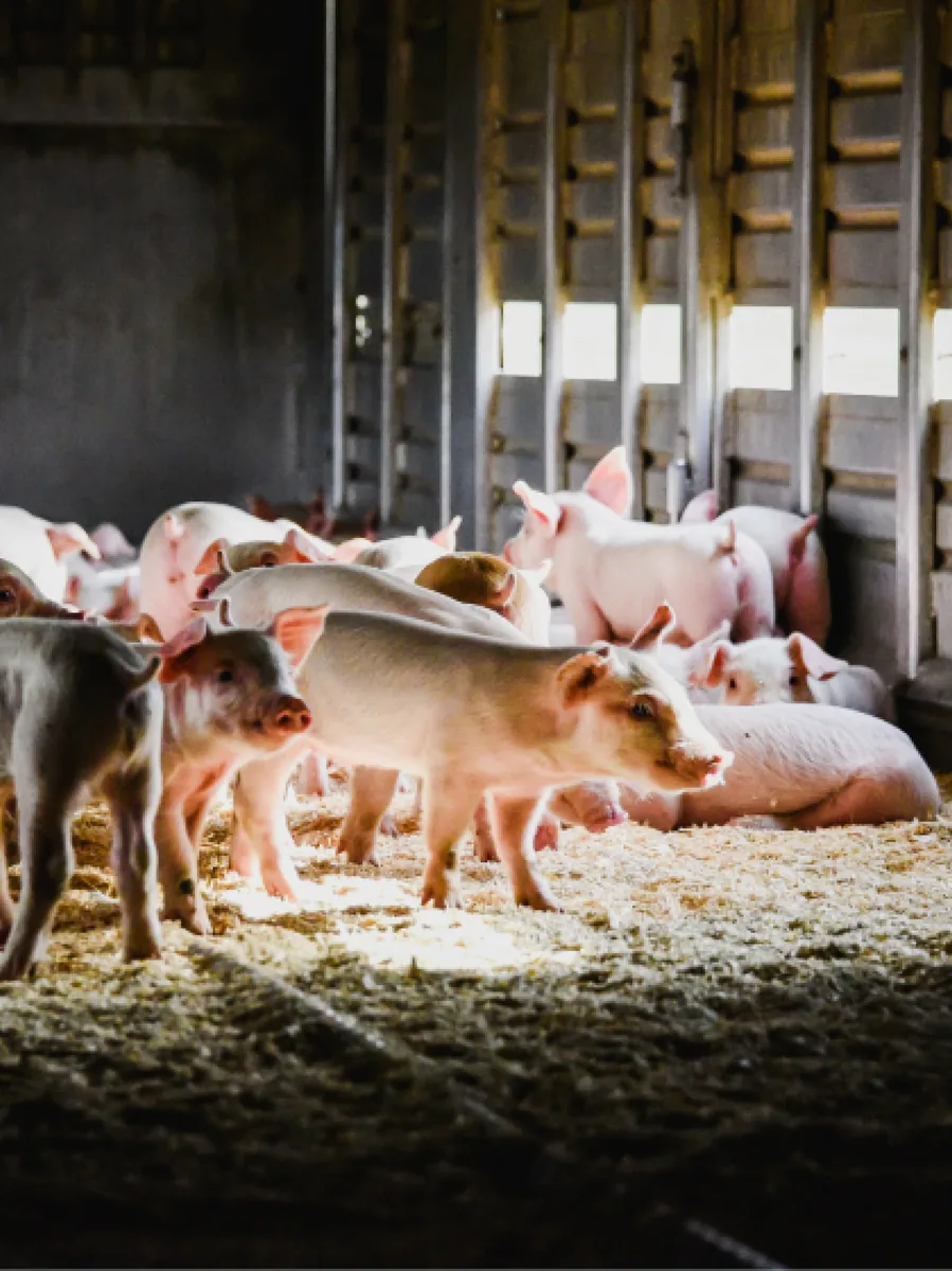 Ferkel im Stroh, Bildwelt aus dem Brandmanual